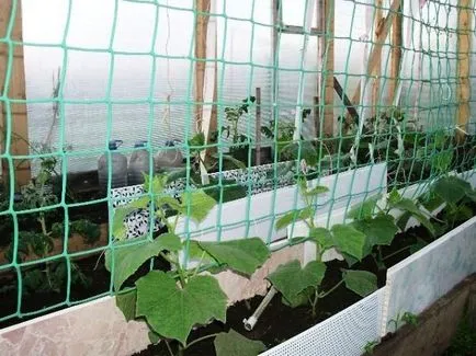 Ce este un spalier pentru castraveți Ce este un spalier pentru castraveți