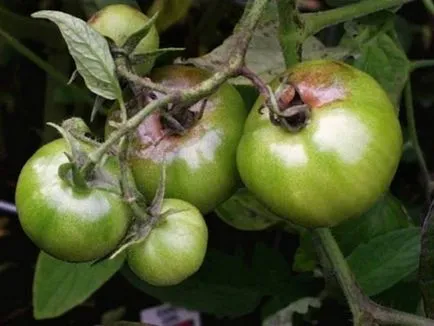 rotten Tomatoes rotten Tomatoes