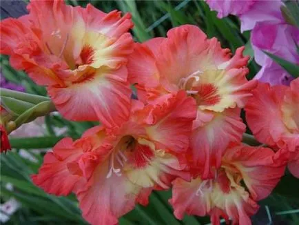 Ce plantat gladiole Ce plantat gladiole