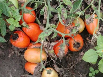 rotten Tomatoes rotten Tomatoes