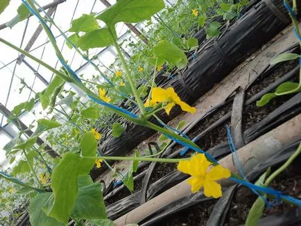Ce este un spalier pentru castraveți