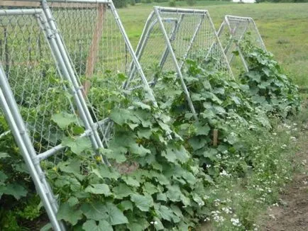 Ce este un spalier pentru castraveți