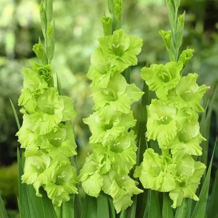 Ce plantat gladiole Ce plantat gladiole