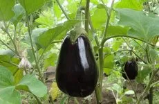 castravete Murashka castravete Murashka
