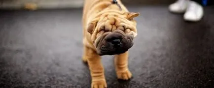 Cum să aibă grijă de Sharpey
