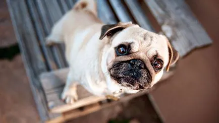 Dog ochii cad