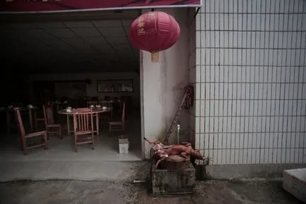 Ca un câine în chineză
