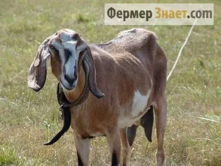 Costul unei capre
