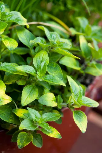 Ce este Oregano