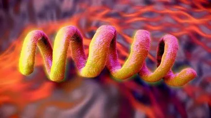 Spirochete ce este