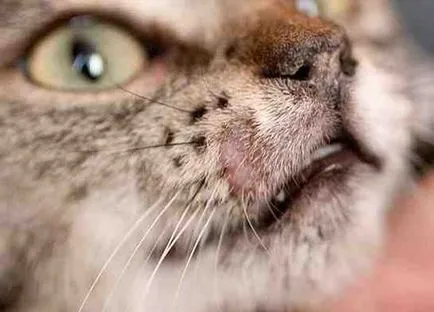 Tratarea pecingine la pisici Tratarea pecingine la pisici