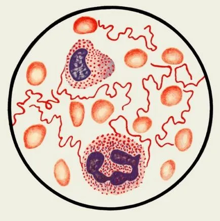Spirochete ce este