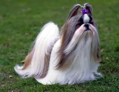 Dog ochii cad