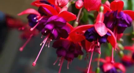 Nunta in fuchsia Nunta in fuchsia