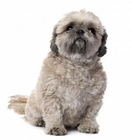 Dog ochii cad