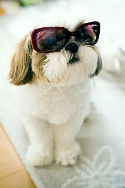 Dog ochii cad