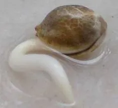 Cum să germineze kanoplya Cum să germineze kanoplya