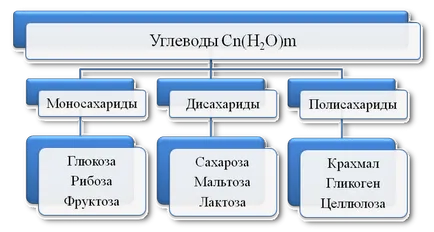 Ce este format din carbohidrati