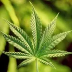 Cum de a planta de cânepă
