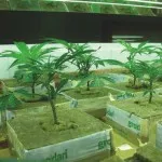 Cum de a planta de cânepă