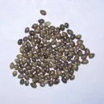 Cum de a planta de cânepă