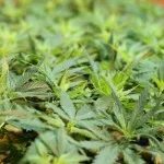 Cum de a planta de cânepă