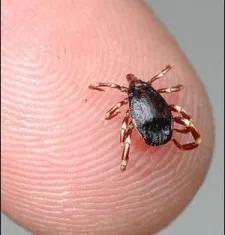 Se pare ca căpușe pe cap