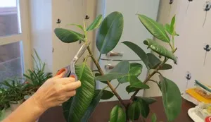 Ficus recolta