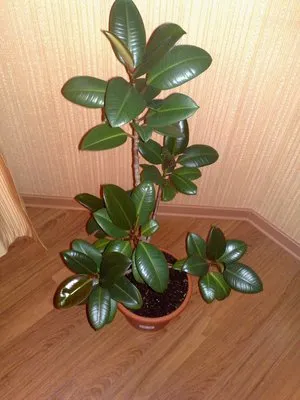 Ficus recolta