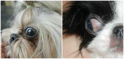 Dog ochii cad