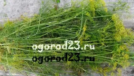Ce este util pentru mărar Ce este util pentru mărar