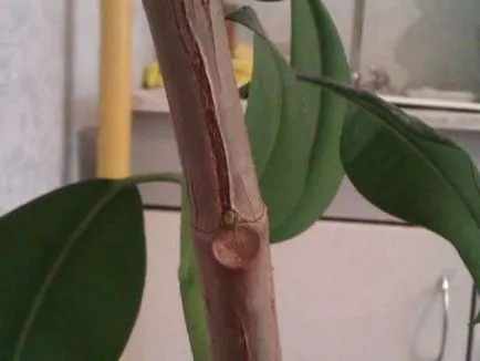 Ficus recolta