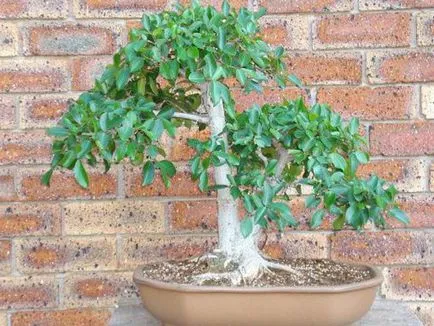 Ficus recolta