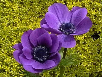 Ce a planta Anemone