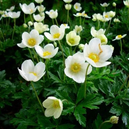 Ce a planta Anemone