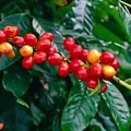 de îngrijire la domiciliu arabica Cafea de îngrijire la domiciliu arabica Cafea