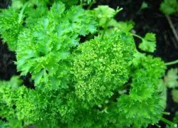 Cum de a planta patrunjel