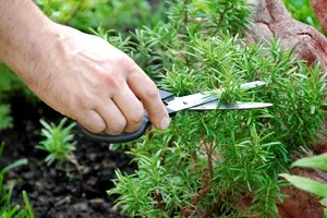 Cultivarea Rosemary Casa