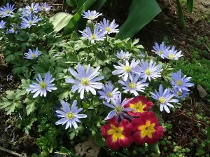 Ce a planta Anemone