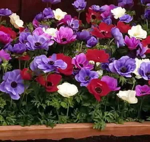 Ce a planta Anemone
