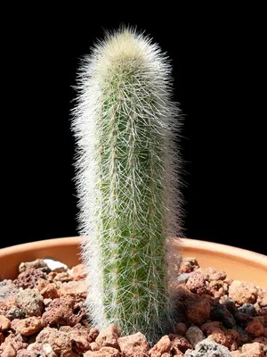 Așa cum am un cactus Așa cum am un cactus