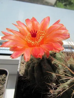 Așa cum am un cactus Așa cum am un cactus