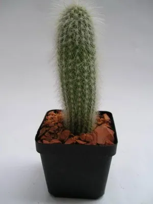 Așa cum am un cactus Așa cum am un cactus