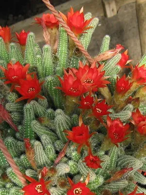 Așa cum am un cactus Așa cum am un cactus
