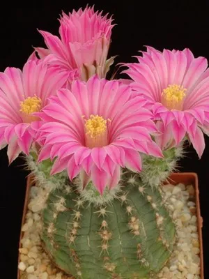 Așa cum am un cactus Așa cum am un cactus