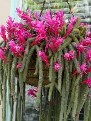 Așa cum am un cactus Așa cum am un cactus