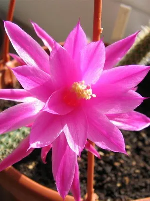 Așa cum am un cactus Așa cum am un cactus