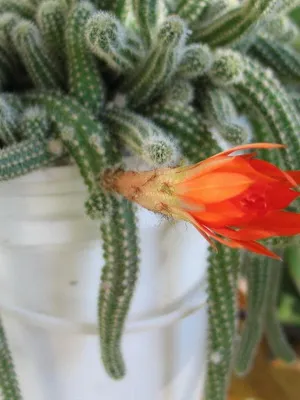 Așa cum am un cactus Așa cum am un cactus