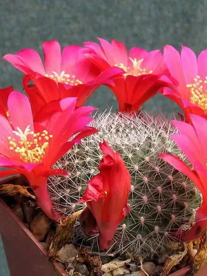 Așa cum am un cactus Așa cum am un cactus