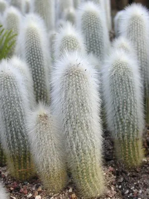 Așa cum am un cactus Așa cum am un cactus